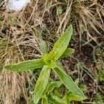 Gentiana cruciata Leaf