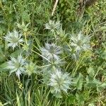 Eryngium giganteum Habitus