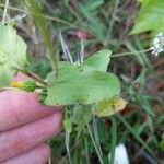 Heterotheca subaxillaris Leaf