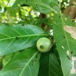 Alibertia edulis Fruit