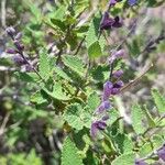 Salvia cuspidata Leaf