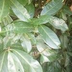 Prunus laurocerasus Leht