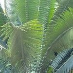 Dioon spinulosum List