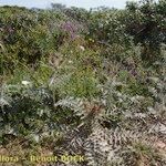 Cynara algarbiensis Habit