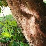 Rhododendron arboreum Bark