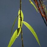 Salix × pendulina Blad