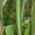 Leea guineensis बार्क (छाल)