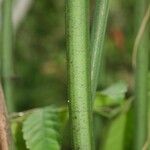 Leea guineensis Bark