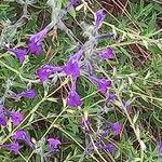 Salvia coahuilensis Floro