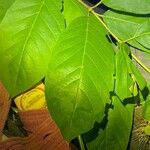 Cephalanthus occidentalis Folla