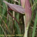 Serapias strictiflora Flower