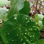Macaranga tanarius Leaf