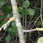 Crataegus persimilis പുറംതൊലി