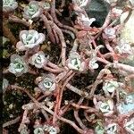 Sedum spathulifolium عادت داشتن