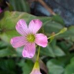 Oxalis debilis Kukka