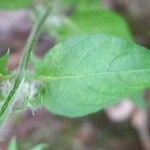 Melampyrum nemorosum Leaf