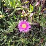 Carpobrotus acinaciformis Levél