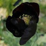 Papaver macrostomum