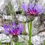 Centaurea montana Flor