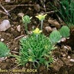 Ranunculus falcatus Хабит