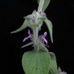 Stachys rigida Habitat