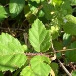 Rubus ursinus 葉