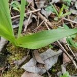 Colchicum umbrosum Leaf