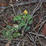 Crotalaria goreensis Habit