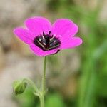 Geranium mascatense Kvet