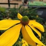 Rudbeckia nitida Blüte