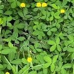 Arachis repens Lapas