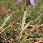 Moraea sisyrinchiumHabitat