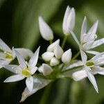 Allium ursinum Blüte
