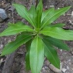 Bontia daphnoides Leaf