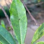 Myrica faya Leaf