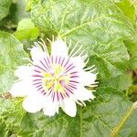 Passiflora foetida Flower