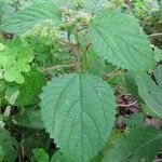 Laportea aestuans Leaf