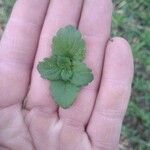 Veronica agrestis Leaf