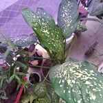 Aglaonema costatum Blatt