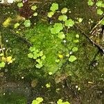 Hydrocotyle americana 葉