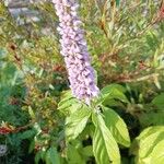 Elsholtzia stauntonii Flor