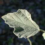 Chrozophora tinctoria Blad