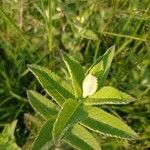 Mentha longifolia Folha