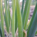 Allium cepa Hoja