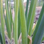 Allium cepa Leaf