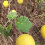 Solanum viarum Φύλλο
