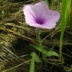 Ipomoea aquatica Flower