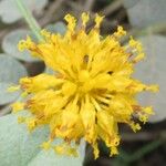 Thelesperma megapotamicum Flower