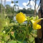 Vigna luteola Blüte