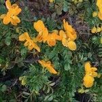 Senna multiglandulosa Лист